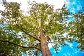 Tree and Shrub Care in Benton Park, CA