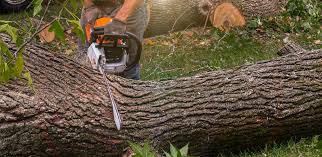 Trusted Benton Park, CA Tree Care Experts