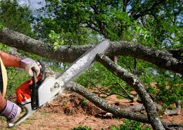 How Our Tree Care Process Works  in  Benton Park, CA