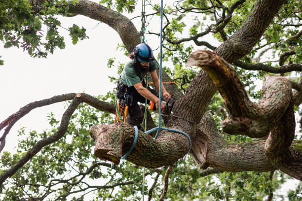 Mulching Services in Benton Park, CA