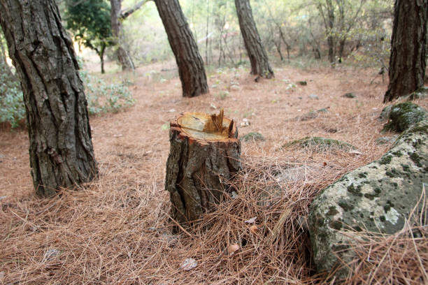 Best Tree and Shrub Care  in Benton Park, CA