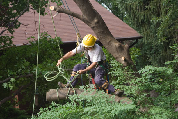 Best Tree Disease Treatment  in Benton Park, CA