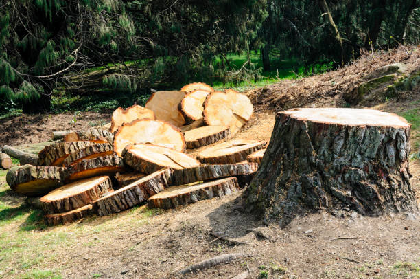 Best Tree Mulching  in Benton Park, CA